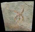 Ordovician Ophiura Brittle Star Fossil #4076-2
